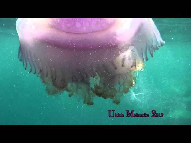 Maldives-Big jellyfish attacked by butterflyfish-Riesenqualle