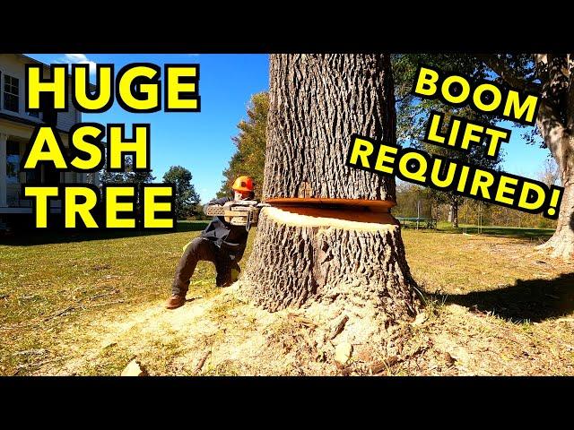 Cutting Down A Huge Ash Tree, With No Room To Drop It.