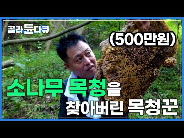나무 안에 가득 찬 1%의 자연산 목청을 찾아라! 석청보다 두 배 귀하고 목청보다 백배 귀한 소나무 목청│솔향이 나는 꿀│목청꾼│극한직업│#골라듄다큐