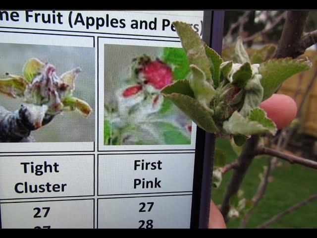 Frost and Freeze Damage to Fruit Tree Buds
