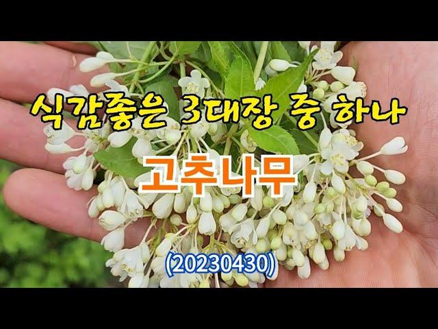 #식감좋은 3대장 중 하나인 고추나무 이해하기(20230430)  지역명...  #철동잎