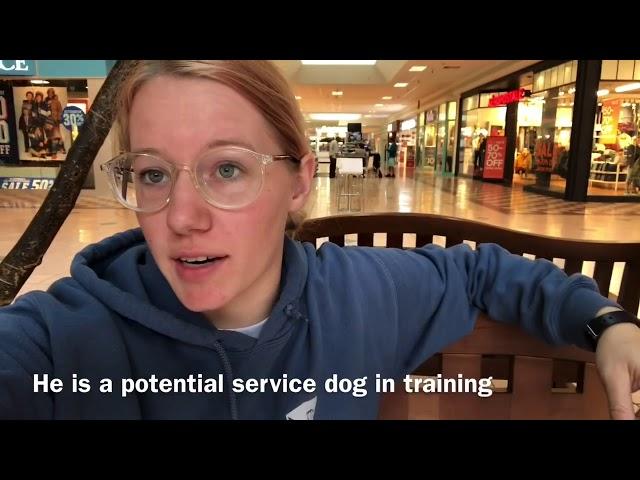 Service dog / public access work with Ace don’t pet my dog!