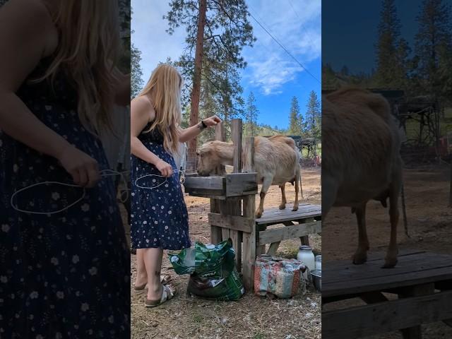 #homestead #farmlife #shorts  #goats #dairygoats #goatmilk