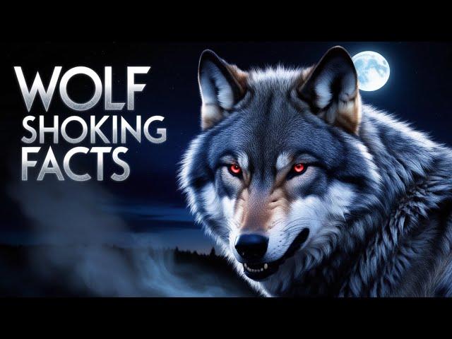 wolf facts and information | Wolves howling