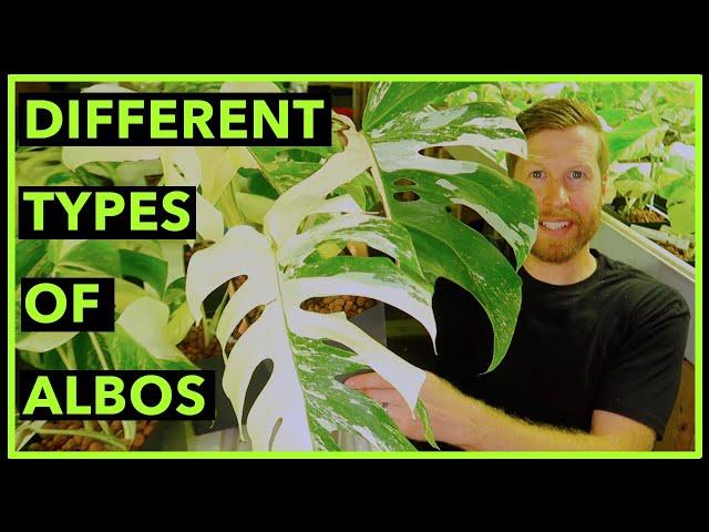 The Different Types of Albo Monstera | Monstera Variegata Albino