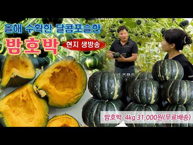  오래 기다린 올해 밤호박, 잘 숙성되고 있습니다.