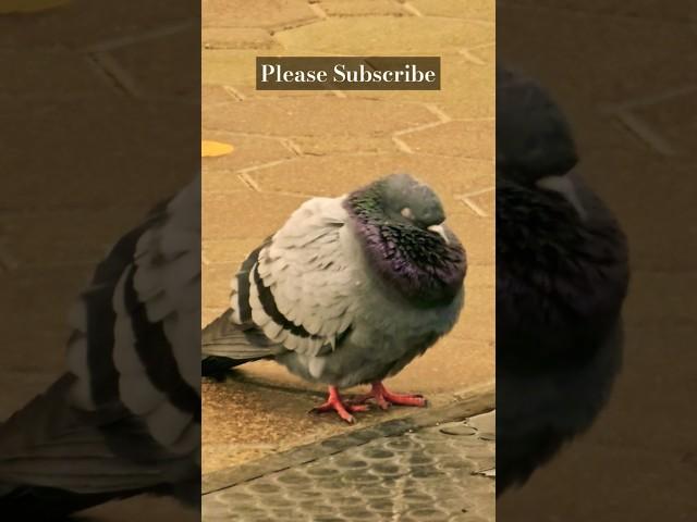 SLEEPY PIGEON