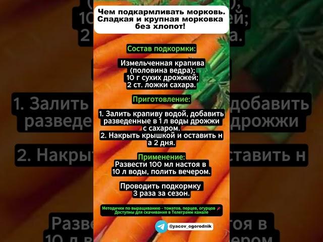 Чем подкармливать морковь. Слaдкая и крупная морковка без хлопот!