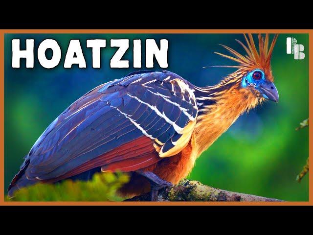 The Bizarre Beast with Claws on Its Wings