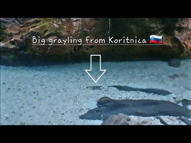 Fly fishing in Slovenia | Koritinca | Big grayling from Koritnica