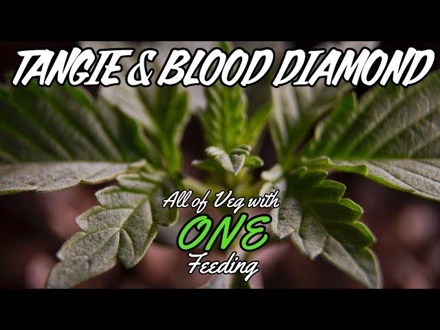 How To Get Autos Through Veg With ONE Feeding (WEEKS 1-4 - Tangie & Blood Diamond)