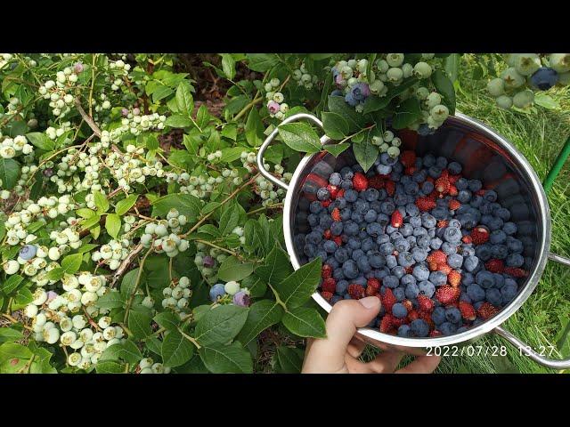 Голубика в Подмосковье - это блажь или реально получить урожай?