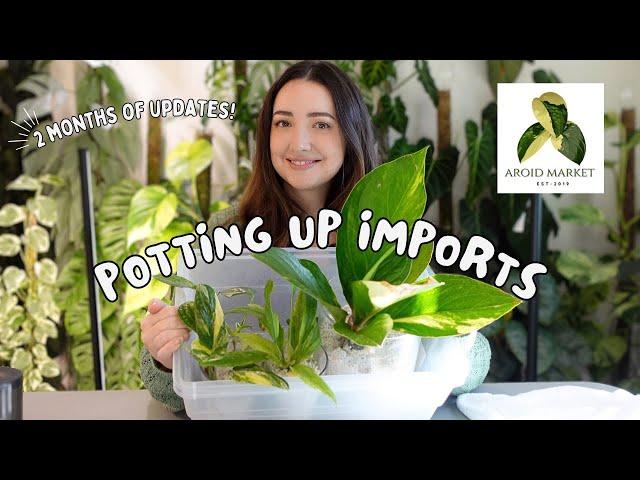 Pot up the Import Plants from Aroid Market with me! Includes 2 Months of Updates!