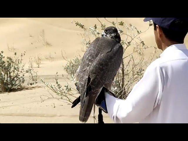 hunting with gyrfalcons || incredible hunting || falconry art of kings