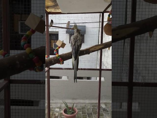 Releasing Hand Tamed Cockatiel in our Master Cage #cockatiel #cockatielbird