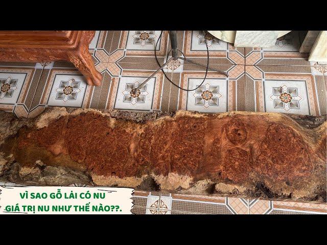 Gỗ Nu Hương Là Gì? - Tại Sao Gỗ Có Nu và Giá Trị Gỗ Nu Lớn Như Thế Nào