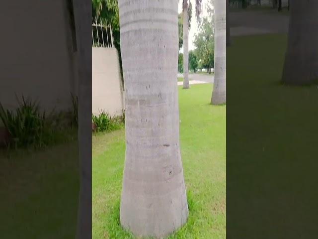 #Trees#viral  short YouTube