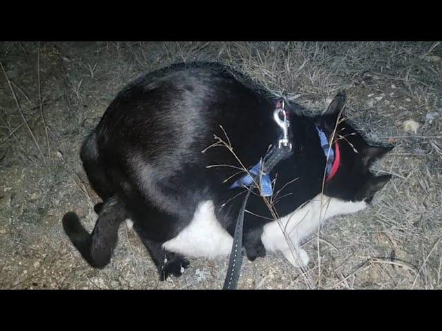 Cats mating at night