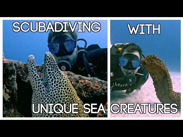 Amazing Sea creatures