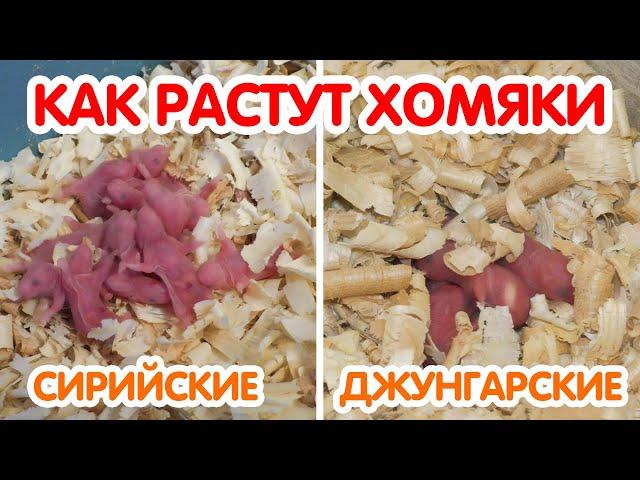 Как растут хомяки - джунгарские и сирийские хомяки от 1 дня до месяца