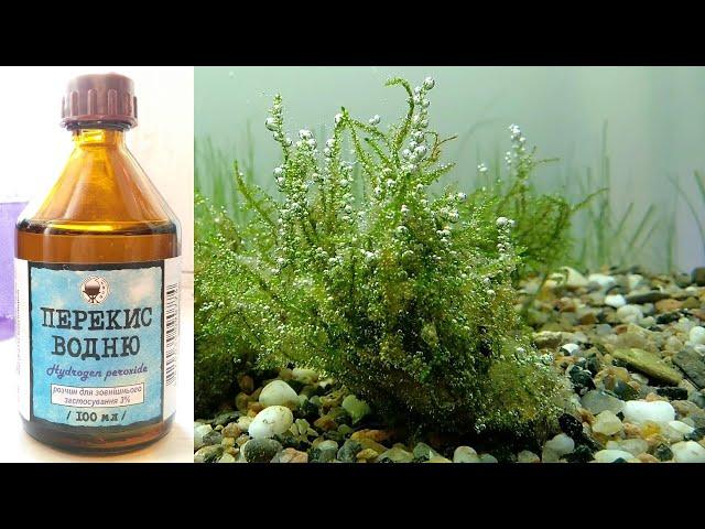 Борьба с черной бородой и бурыми водорослями в аквариуме/Fighting black beard and kelp in an aquariu