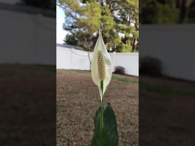 See how a peace lily flower blooms. #peacelily #peacelilyplant #SeeFlowersBloom