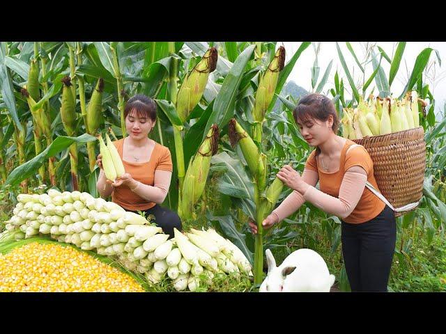 Harvesting Sticky Corn And Boiled Corn Goes To Market Sell, Farm Life | Nhất Daily Life