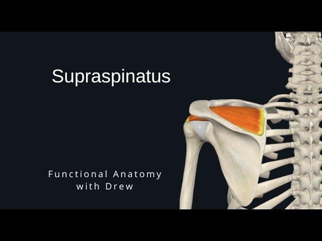 Supraspinatus