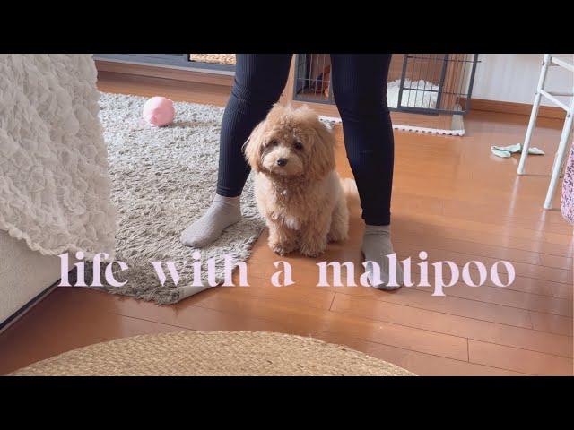 Life with a Maltipoo Weekdays at Home ️New toys  and treat 