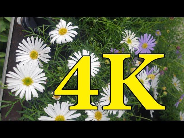 4K VIDEO - FLOWERS | ফুল | BD360 TV