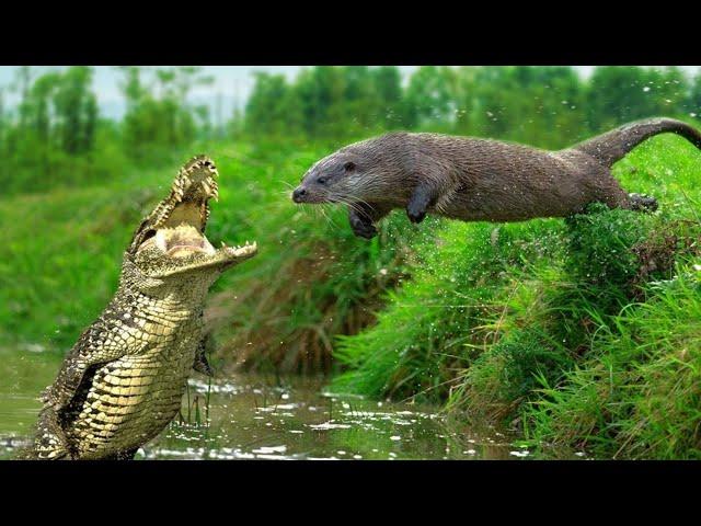 Incrível .. lontras com raiva vs. crocodilos / mundo animal incrivelmente gigante