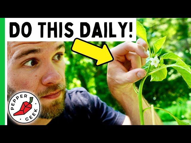 Spring Tasks For Bigger Pepper Yields! - Pepper Geek