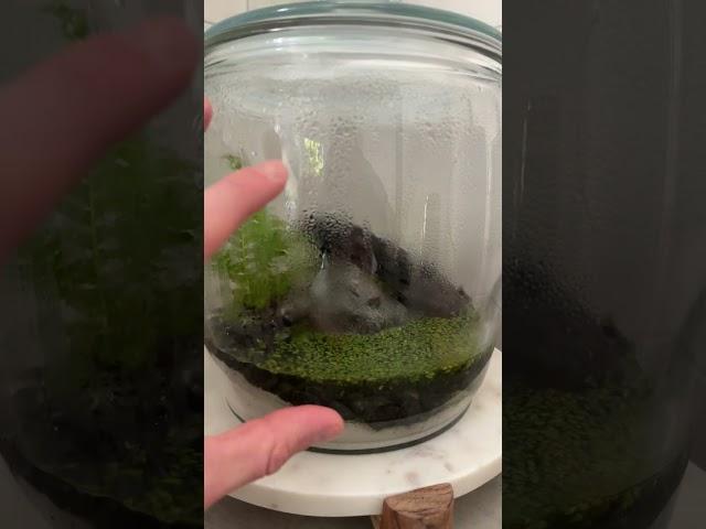 Update on Newt Jar Terrarium! #shorts