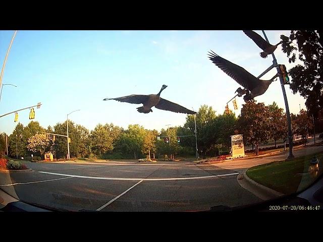 Goose Encounters of the morning commuting kind - via dashcam