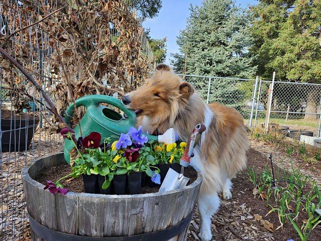 Short Video of Rory planting pansies, on "Collie And The Gardener" #funnygardening #collie #dog