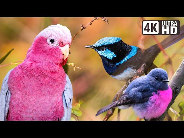 Most Beautiful Birds of Australia | Amazing Creatures | Relaxing Nature Sounds | Australian Wildlife