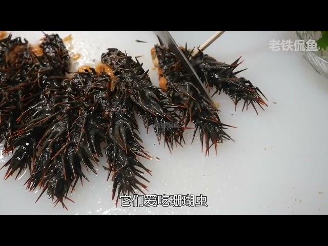 棘冠海星，大号的海洋蝗虫，专给珊瑚礁剃秃头