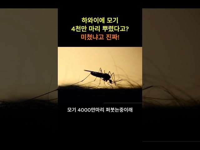 하와이에 모기 4천만마리 뿌렸다고? 도대체왜? #모기