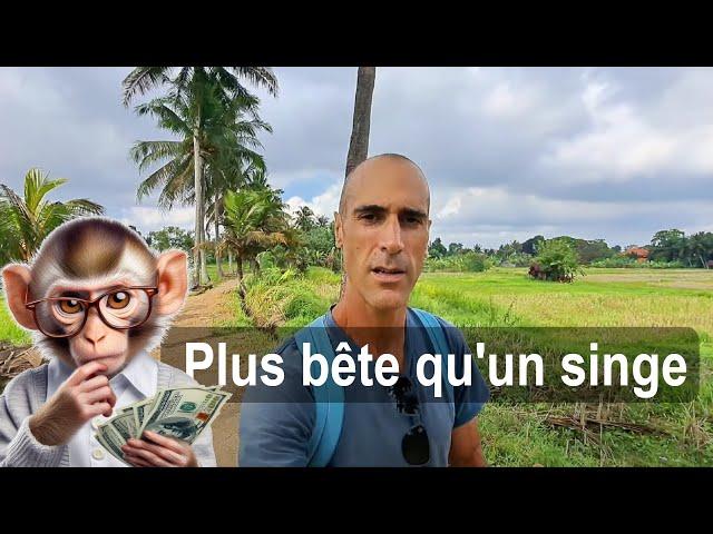 Tu es plus bête qu'un singe