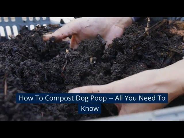 How To Compost Dog Poop -- All You Need To Know