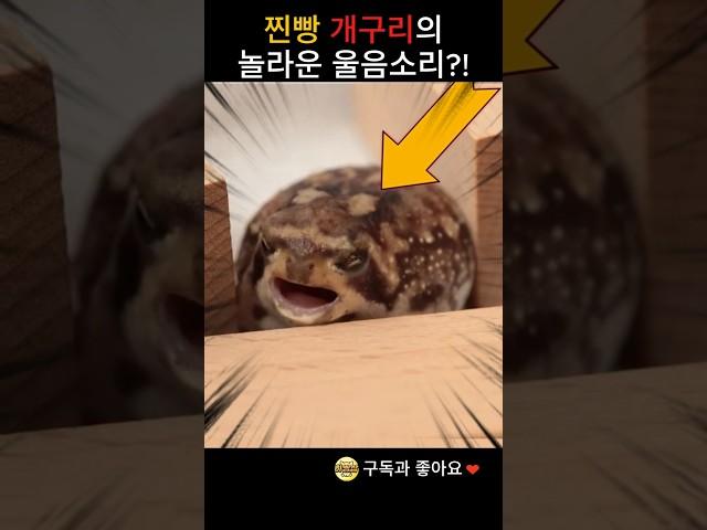 찐빵 개구리가 우는 이유