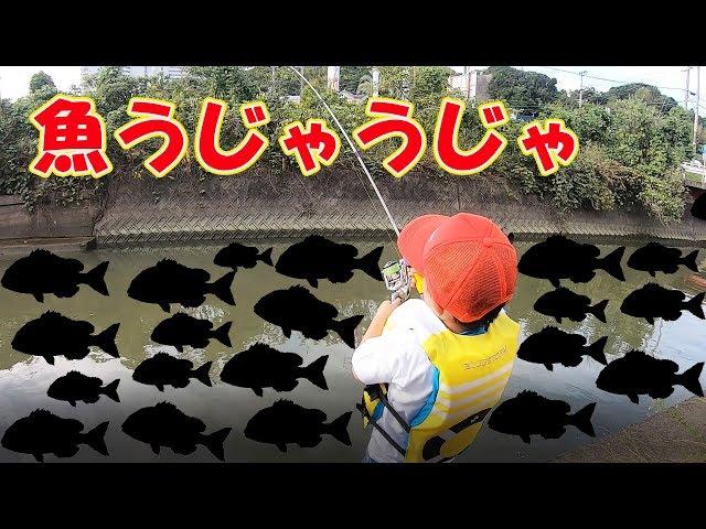 魚だらけの川にカニを落としたら・・【衝撃】