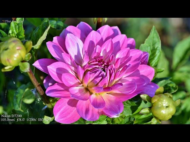 Nikon D7200 Sample Images   | Nikon D7200 Photography