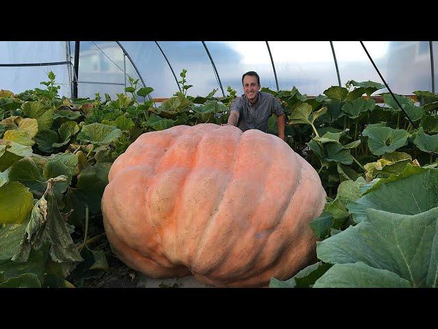 How to Grow a Giant Pumpkin: Secrets to Growing 1000+ Pound Pumpkins