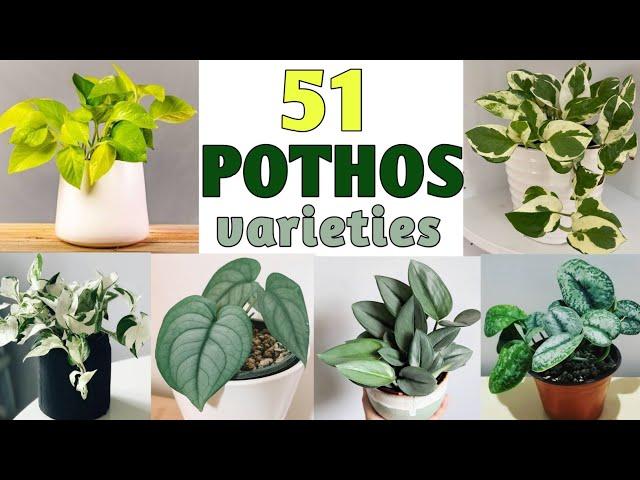 51 Pothos Species | Pothos Plant Varieties with names | Plant and Planting