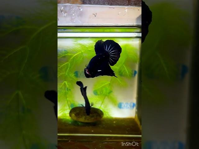 @bettacastle3662 Ice Black HMPK #hmpk #bettas #bettafish #solidcolour #black #fish #tropicalfish