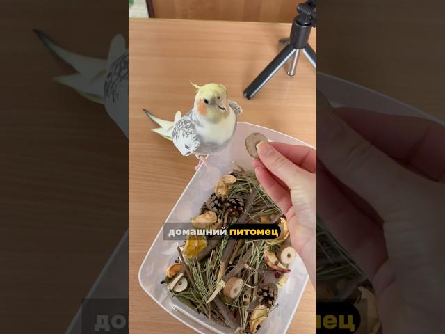 Говорящий попугай Корелла тиран  #корелла #попугай #birds Корелла поёт