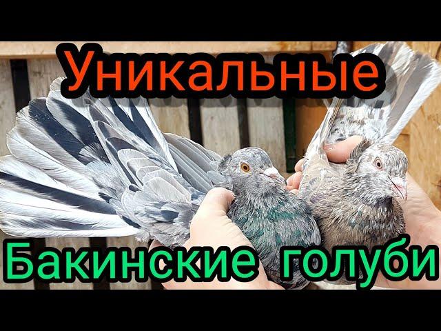 Бакинские голуби.Обзор у Игоря Волжского.Baku pigeons.Review by Igor Volzhsky