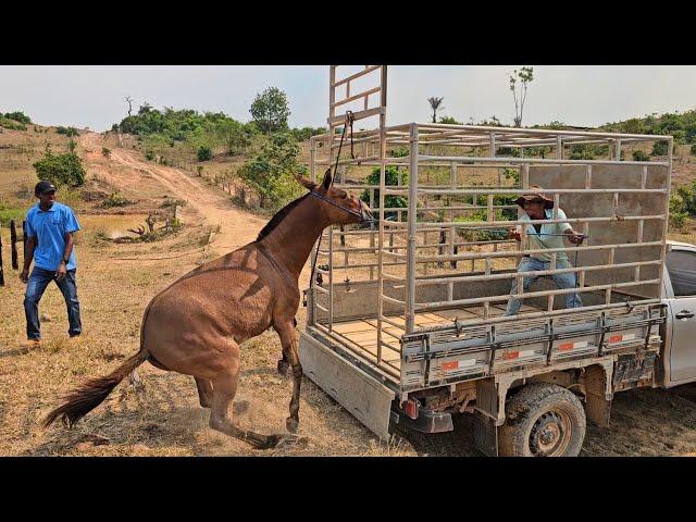 A MULA FOI EMBORA DA FAZENDA  FOMOS BUSCAR