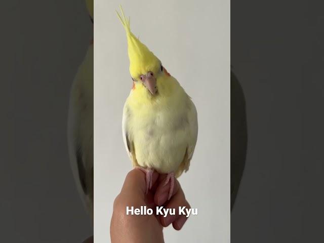 #cockatiel #kyukyu